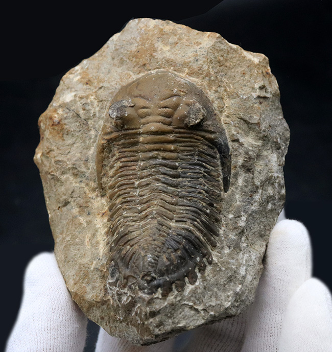 大きな頬棘とフリルで知られる、モロッコ産のデボン紀の三葉虫、メタカンティナ(Metacanthina)の化石(その1)