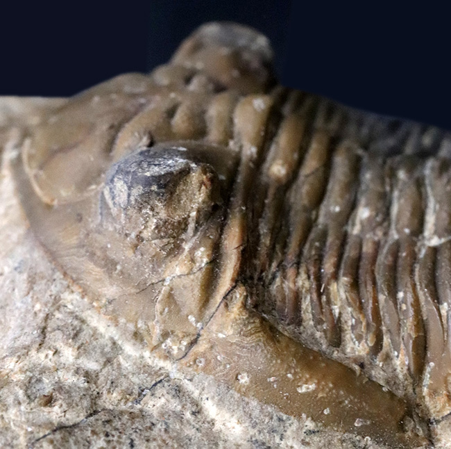 大きな頬棘とフリルで知られる、モロッコ産のデボン紀の三葉虫、メタカンティナ(Metacanthina)の化石(その10)