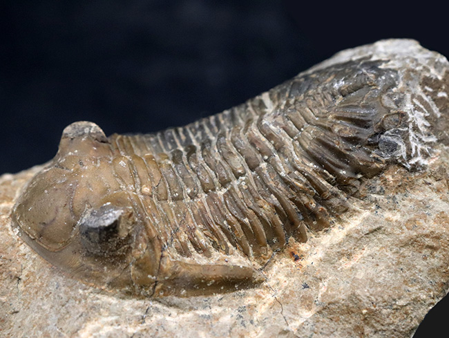 大きな頬棘とフリルで知られる、モロッコ産のデボン紀の三葉虫、メタカンティナ(Metacanthina)の化石(その11)