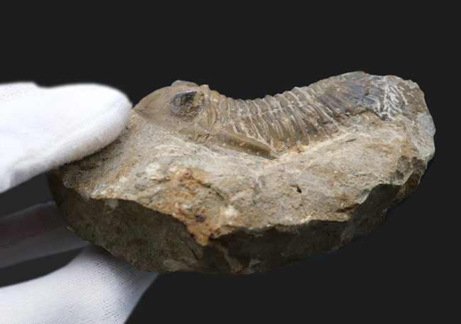 大きな頬棘とフリルで知られる、モロッコ産のデボン紀の三葉虫、メタカンティナ(Metacanthina)の化石(その12)