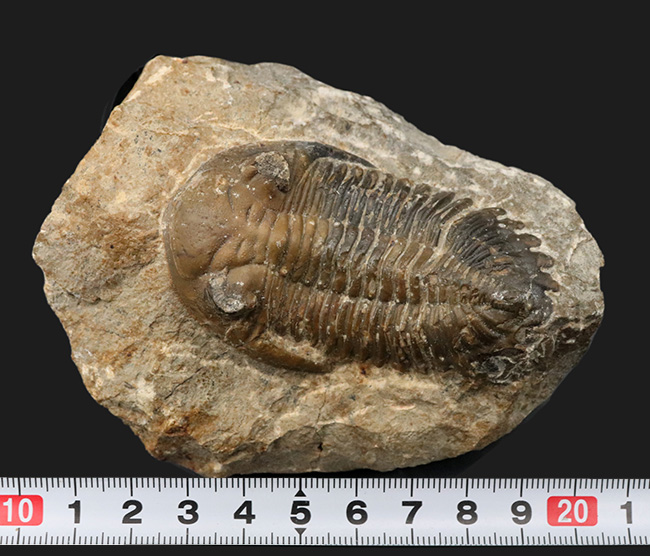 大きな頬棘とフリルで知られる、モロッコ産のデボン紀の三葉虫、メタカンティナ(Metacanthina)の化石(その14)