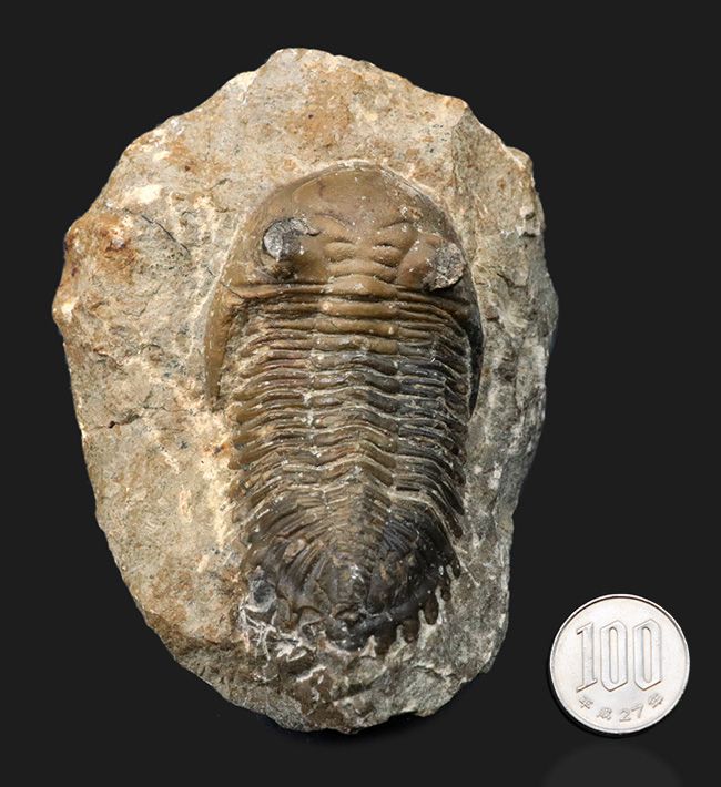 大きな頬棘とフリルで知られる、モロッコ産のデボン紀の三葉虫、メタカンティナ（Metacanthina）の化石（その15）