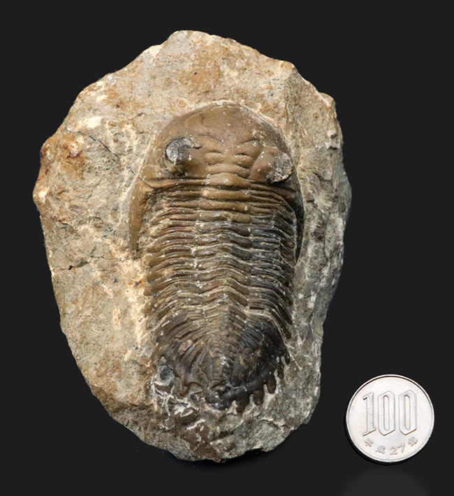 大きな頬棘とフリルで知られる、モロッコ産のデボン紀の三葉虫、メタカンティナ(Metacanthina)の化石(その15)