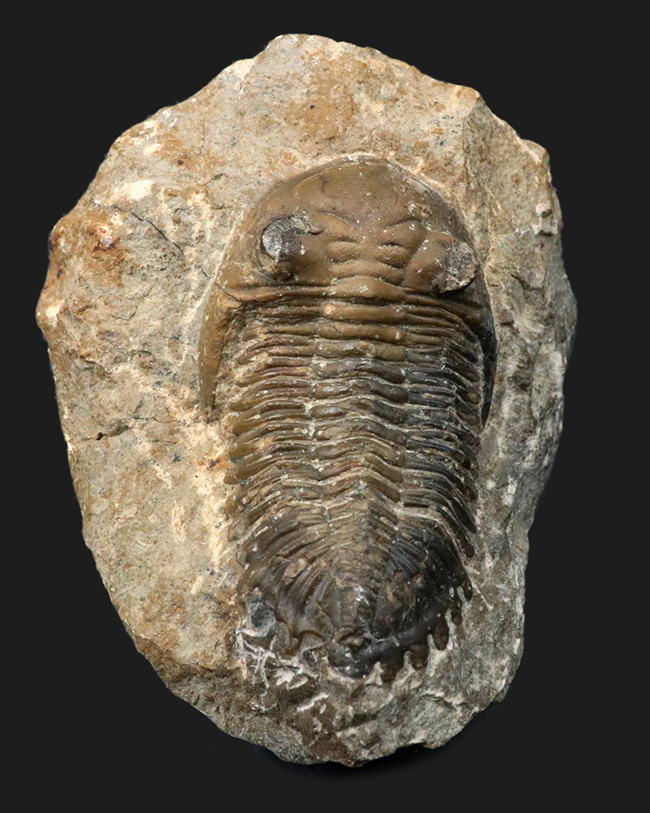 大きな頬棘とフリルで知られる、モロッコ産のデボン紀の三葉虫、メタカンティナ(Metacanthina)の化石(その2)
