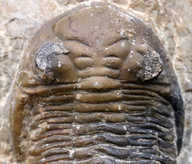 大きな頬棘とフリルで知られる、モロッコ産のデボン紀の三葉虫、メタカンティナ(Metacanthina)の化石(その3)