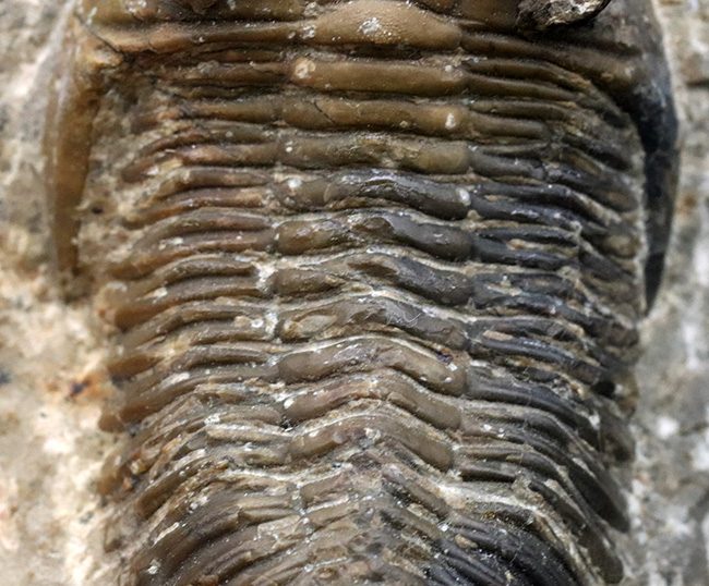 本物　デボン紀中期　三葉虫綱目　メタカンシナSP　化石　モロッコ 大きな頬棘とフリルで知られる、モロッコ産のデボン紀の三葉虫