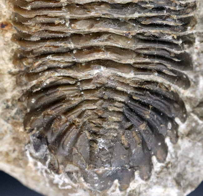 本物　デボン紀中期　三葉虫綱目　メタカンシナSP　化石　モロッコ 大きな頬棘とフリルで知られる、モロッコ産のデボン紀の三葉虫