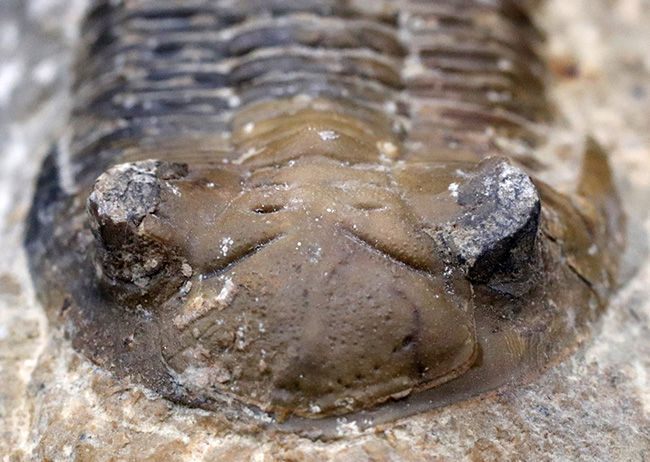 大きな頬棘とフリルで知られる、モロッコ産のデボン紀の三葉虫、メタカンティナ（Metacanthina）の化石（その6）