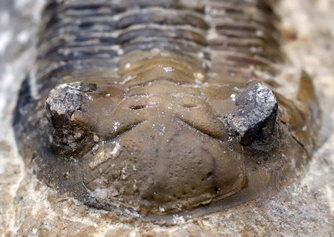 大きな頬棘とフリルで知られる、モロッコ産のデボン紀の三葉虫、メタカンティナ(Metacanthina)の化石(その6)