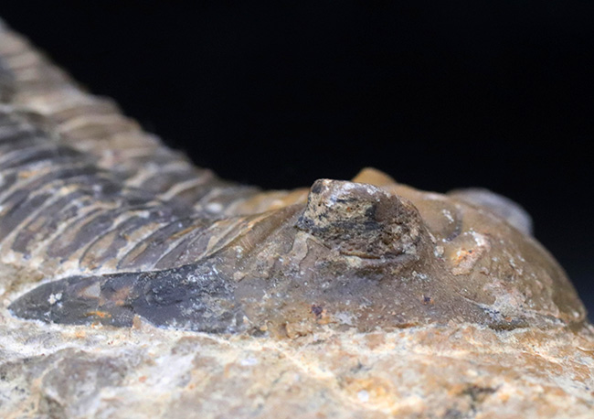 大きな頬棘とフリルで知られる、モロッコ産のデボン紀の三葉虫、メタカンティナ(Metacanthina)の化石(その7)
