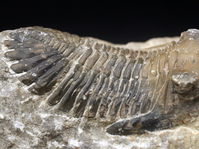 大きな頬棘とフリルで知られる、モロッコ産のデボン紀の三葉虫