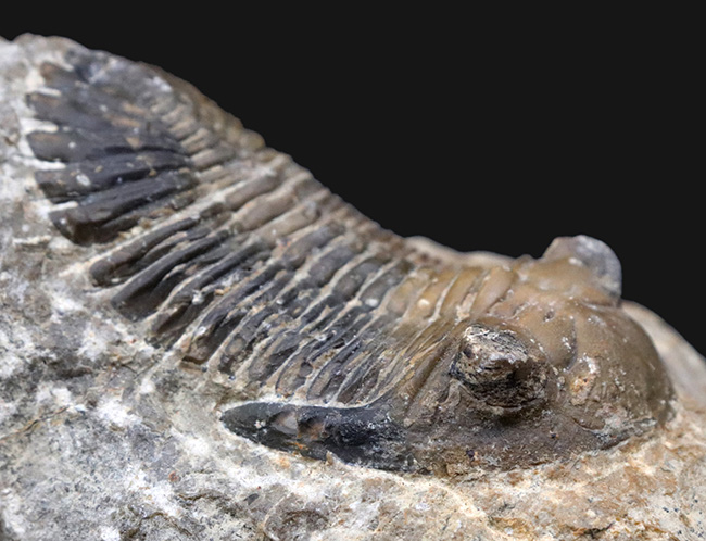 大きな頬棘とフリルで知られる、モロッコ産のデボン紀の三葉虫、メタカンティナ(Metacanthina)の化石(その9)