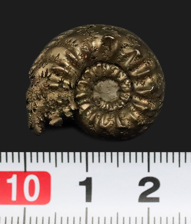 アンモナイト 化石 全形