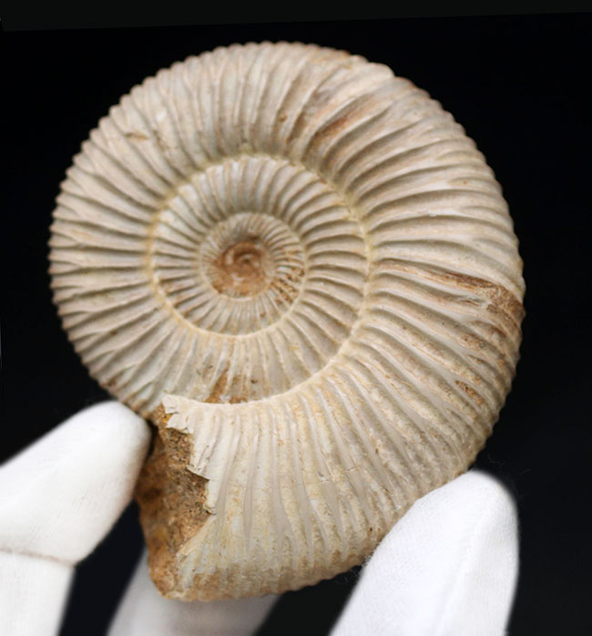 両面ともにパーフェクト!ジュラ紀の示準化石、ペリスフィンクテス(Perisphinctes)の化石(その1)