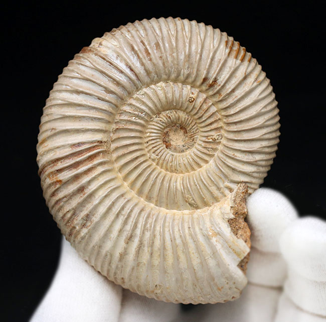 両面ともにパーフェクト!ジュラ紀の示準化石、ペリスフィンクテス(Perisphinctes)の化石(その2)