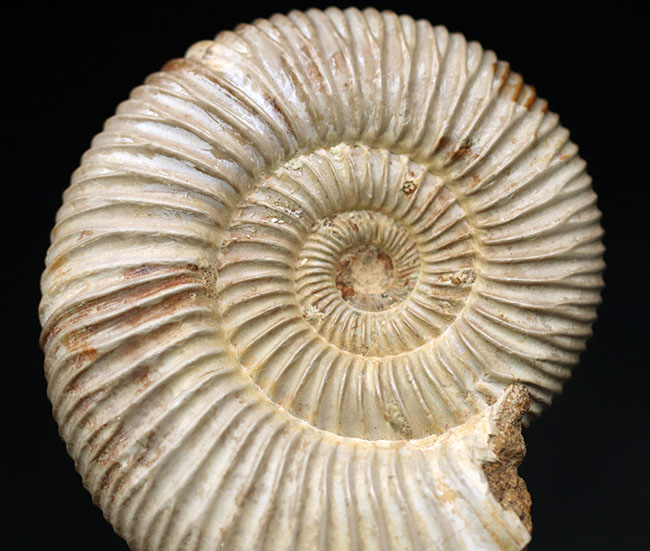 両面ともにパーフェクト!ジュラ紀の示準化石、ペリスフィンクテス(Perisphinctes)の化石(その3)