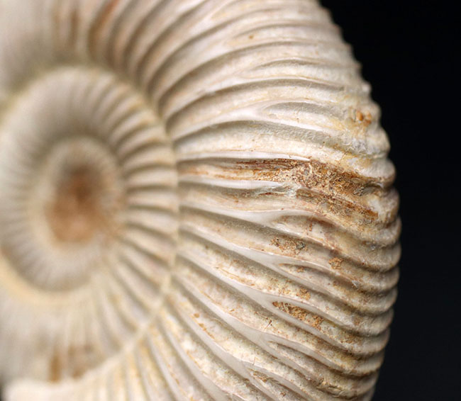 両面ともにパーフェクト!ジュラ紀の示準化石、ペリスフィンクテス(Perisphinctes)の化石(その5)