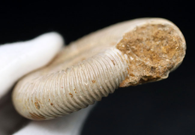 両面ともにパーフェクト!ジュラ紀の示準化石、ペリスフィンクテス(Perisphinctes)の化石(その7)