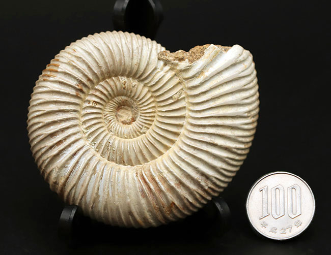 両面ともにパーフェクト!ジュラ紀の示準化石、ペリスフィンクテス(Perisphinctes)の化石(その8)