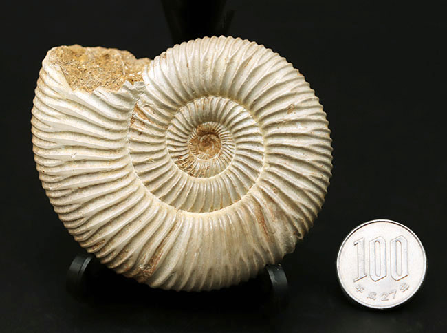 両面ともにパーフェクト!ジュラ紀の示準化石、ペリスフィンクテス(Perisphinctes)の化石(その9)
