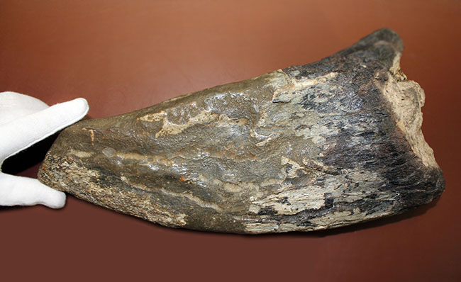超の付く希少品、滅多に入手できない逸品、あのトリケラトプス(Triceratops)の角(ブロウホーン)の化石(その10)