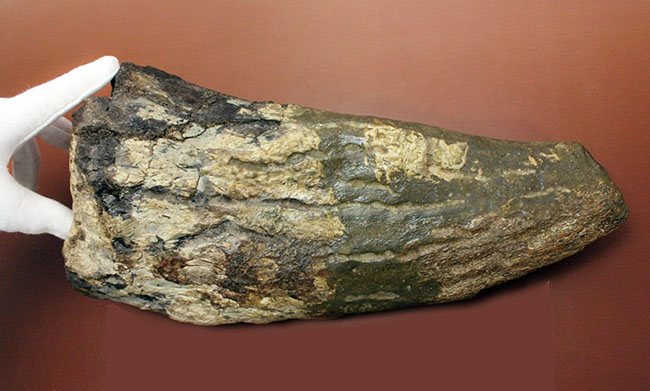 超の付く希少品、滅多に入手できない逸品、あのトリケラトプス(Triceratops)の角(ブロウホーン)の化石(その11)