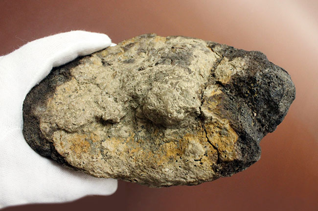 超の付く希少品、滅多に入手できない逸品、あのトリケラトプス(Triceratops)の角(ブロウホーン)の化石(その12)