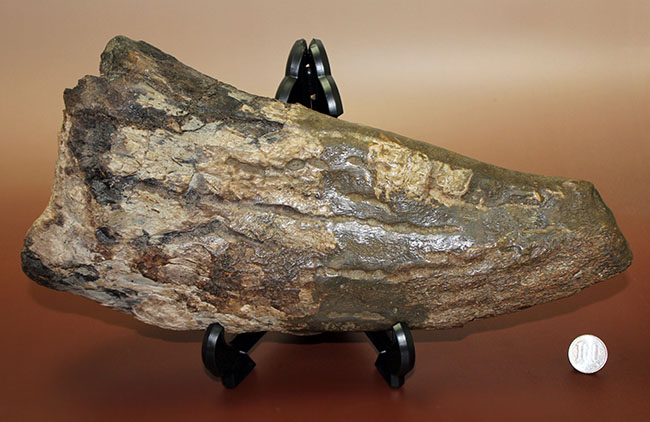 超の付く希少品、滅多に入手できない逸品、あのトリケラトプス(Triceratops)の角(ブロウホーン)の化石(その14)