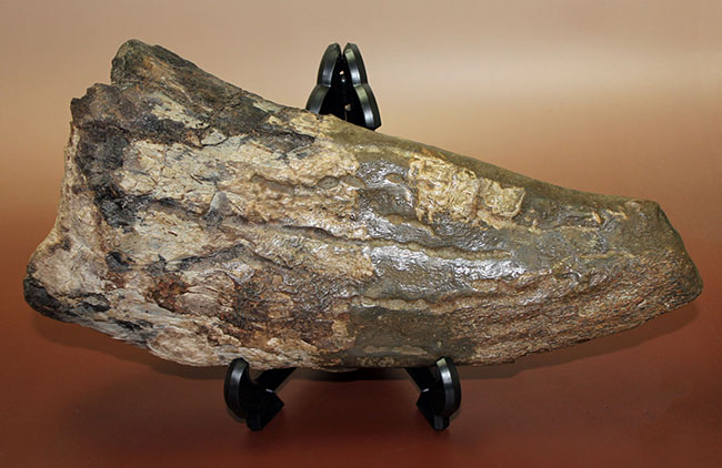 超の付く希少品、滅多に入手できない逸品、あのトリケラトプス(Triceratops)の角(ブロウホーン)の化石(その2)