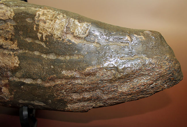 超の付く希少品、滅多に入手できない逸品、あのトリケラトプス(Triceratops)の角(ブロウホーン)の化石(その3)