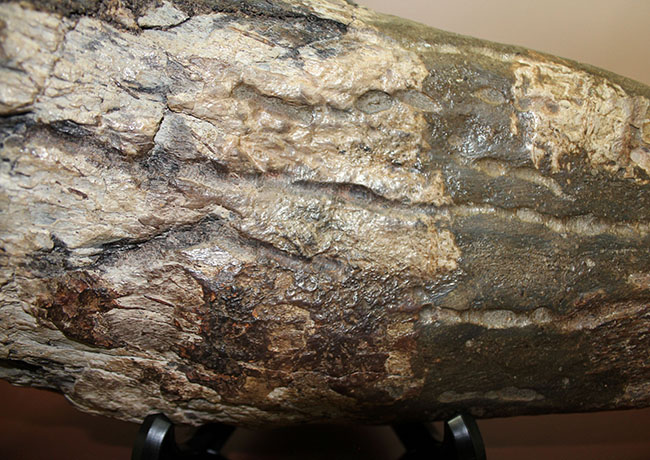 超の付く希少品、滅多に入手できない逸品、あのトリケラトプス(Triceratops)の角(ブロウホーン)の化石(その4)