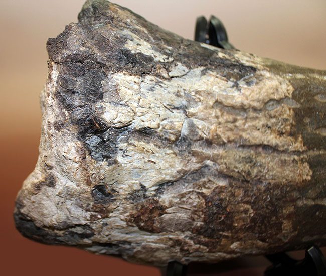 超の付く希少品、滅多に入手できない逸品、あのトリケラトプス(Triceratops)の角(ブロウホーン)の化石(その5)