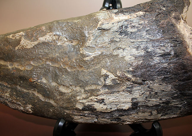超の付く希少品、滅多に入手できない逸品、あのトリケラトプス(Triceratops)の角(ブロウホーン)の化石(その7)