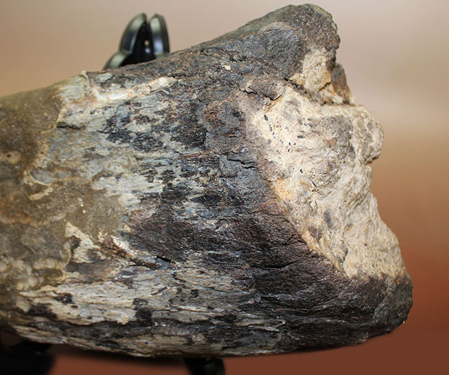 超の付く希少品、滅多に入手できない逸品、あのトリケラトプス(Triceratops)の角(ブロウホーン)の化石(その8)