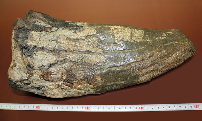 超の付く希少品、滅多に入手できない逸品、あのトリケラトプス(Triceratops)の角(ブロウホーン)の化石(その9)