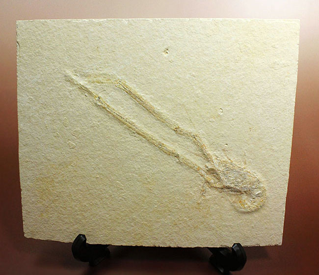 白ジュラ！化石の超有名産地、ドイツ・ゾルンフォーフェン産のエビ化石（Mecochirus longimanus）。芸術的な逸品。（その1）