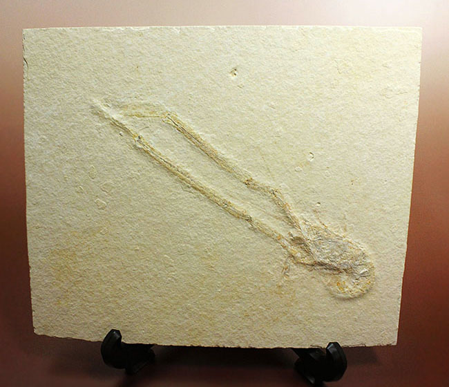 白ジュラ!化石の超有名産地、ドイツ・ゾルンフォーフェン産のエビ化石(Mecochirus longimanus)。芸術的な逸品。(その1)