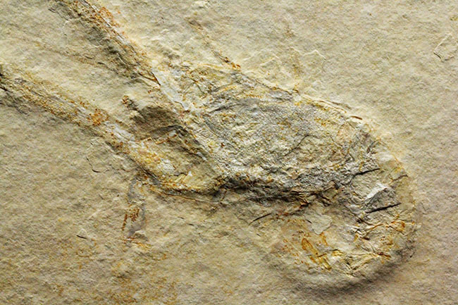 白ジュラ！化石の超有名産地、ドイツ・ゾルンフォーフェン産のエビ化石（Mecochirus longimanus）。芸術的な逸品。（その10）