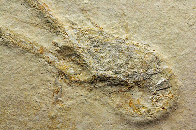 白ジュラ!化石の超有名産地、ドイツ・ゾルンフォーフェン産のエビ化石(Mecochirus longimanus)。芸術的な逸品。(その10)