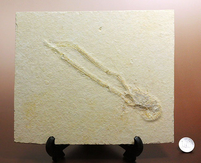 白ジュラ!化石の超有名産地、ドイツ・ゾルンフォーフェン産のエビ化石(Mecochirus longimanus)。芸術的な逸品。(その11)