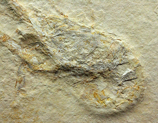 白ジュラ!化石の超有名産地、ドイツ・ゾルンフォーフェン産のエビ化石(Mecochirus longimanus)。芸術的な逸品。(その2)