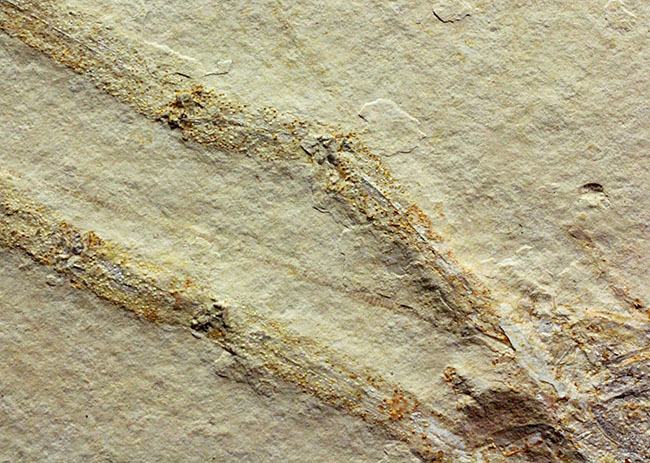 白ジュラ!化石の超有名産地、ドイツ・ゾルンフォーフェン産のエビ化石(Mecochirus longimanus)。芸術的な逸品。(その3)