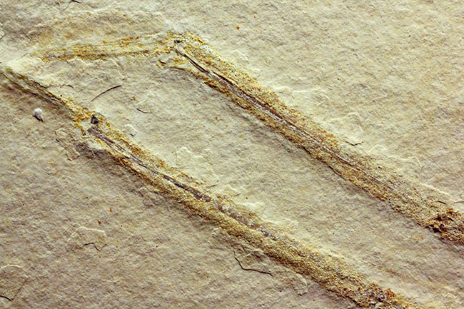 白ジュラ！化石の超有名産地、ドイツ・ゾルンフォーフェン産のエビ化石（Mecochirus longimanus）。芸術的な逸品。（その4）