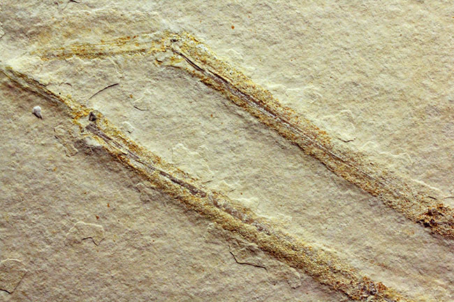 白ジュラ!化石の超有名産地、ドイツ・ゾルンフォーフェン産のエビ化石(Mecochirus longimanus)。芸術的な逸品。(その4)