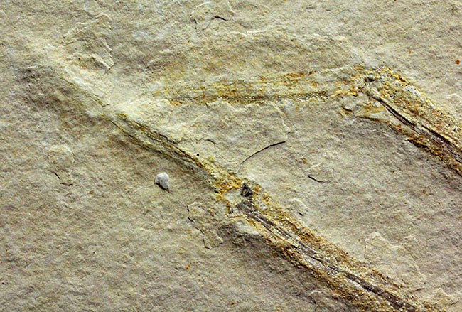 白ジュラ!化石の超有名産地、ドイツ・ゾルンフォーフェン産のエビ化石(Mecochirus longimanus)。芸術的な逸品。(その5)