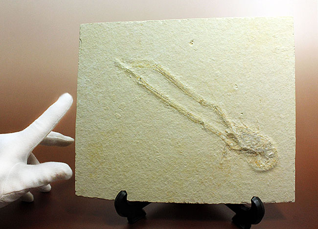 白ジュラ!化石の超有名産地、ドイツ・ゾルンフォーフェン産のエビ化石(Mecochirus longimanus)。芸術的な逸品。(その6)