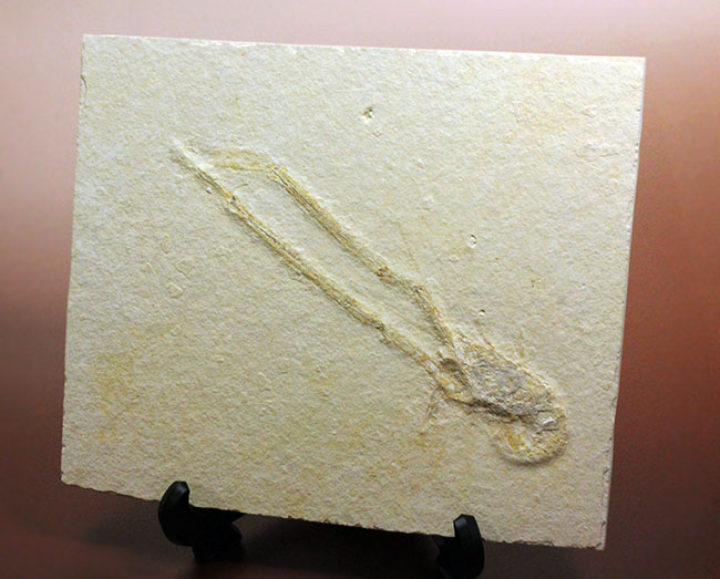 白ジュラ!化石の超有名産地、ドイツ・ゾルンフォーフェン産のエビ化石(Mecochirus longimanus)。芸術的な逸品。(その7)