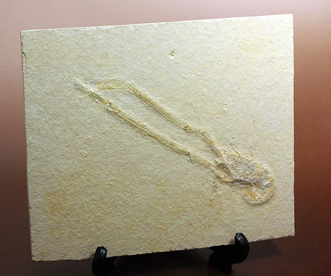 白ジュラ!化石の超有名産地、ドイツ・ゾルンフォーフェン産のエビ化石(Mecochirus longimanus)。芸術的な逸品。(その8)