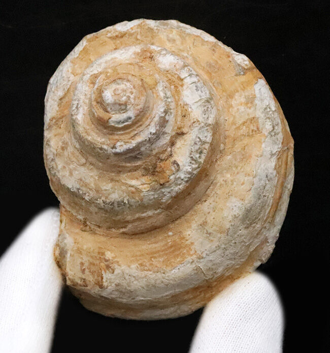 階段状構造が美しく保存された上質個体！恐竜時代の海に生息していた巻貝、プレウロトマリア（Pleurotomaria）の化石（その1）