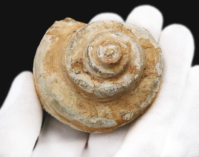 階段状構造が美しく保存された上質個体！恐竜時代の海に生息していた巻貝、プレウロトマリア（Pleurotomaria）の化石（その3）